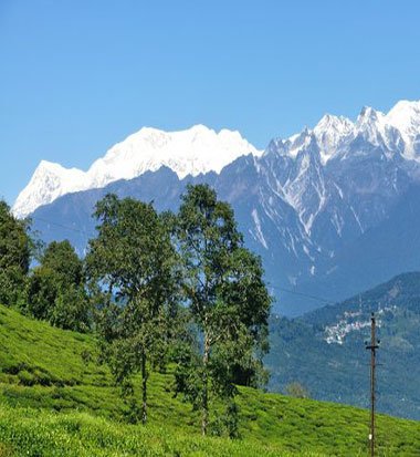 Temi Tea Garden Sikkim - Hotel Blue Tamarind